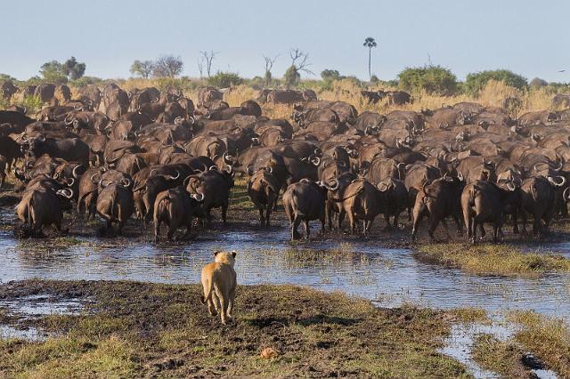 005 Botswana, Okavango Delta.jpg